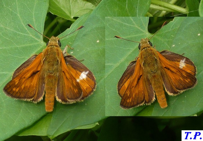 Ochlodes sylvanus - Papillon sylvaine
